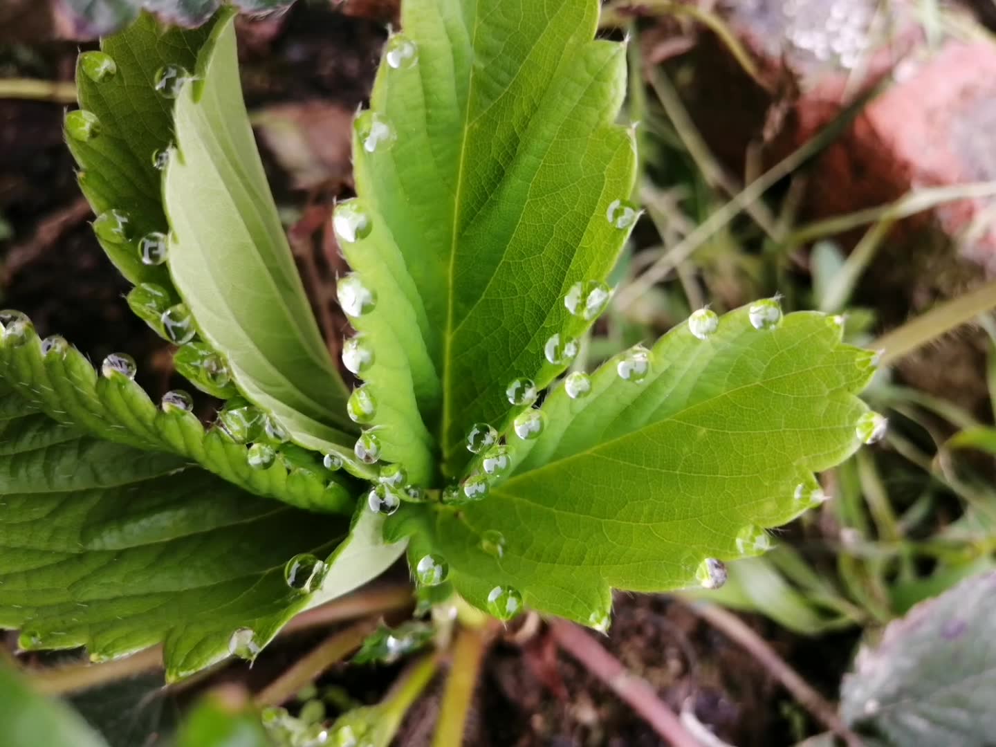 植物吐水现象图片