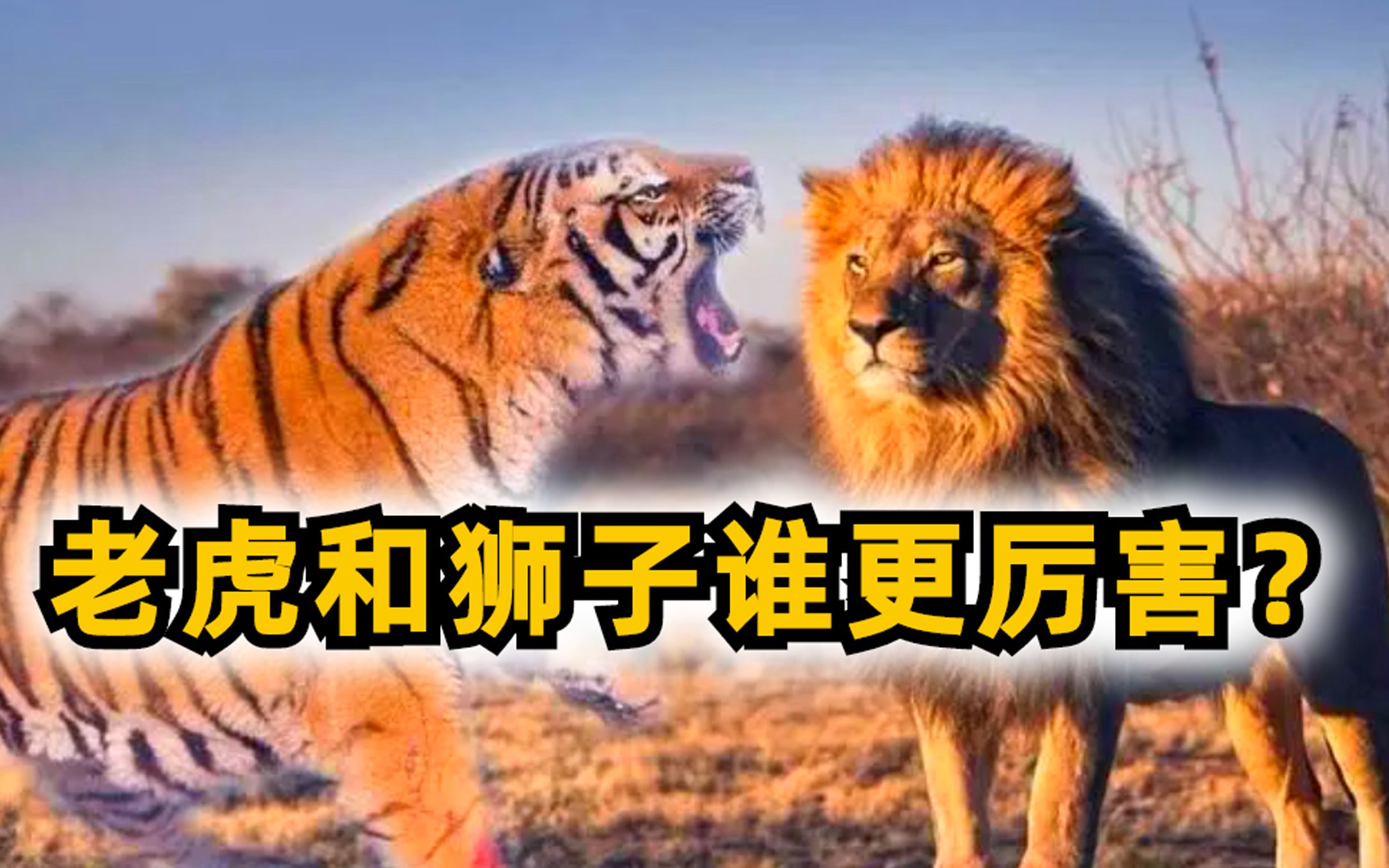 全面分析老虎和狮子谁更厉害?谁才是真正的万兽之王