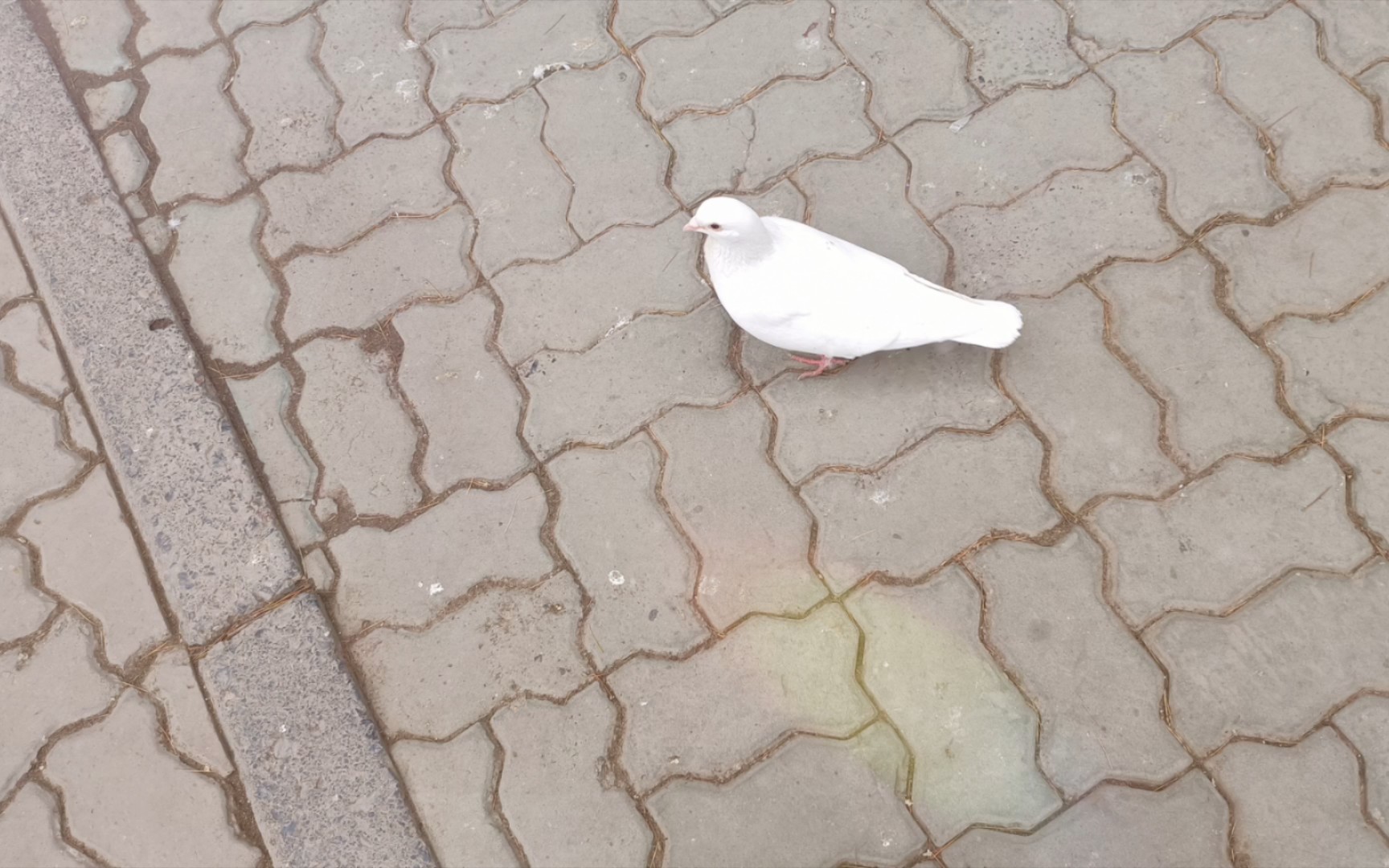 紫荆山公园的小鸽子胖嘟嘟的