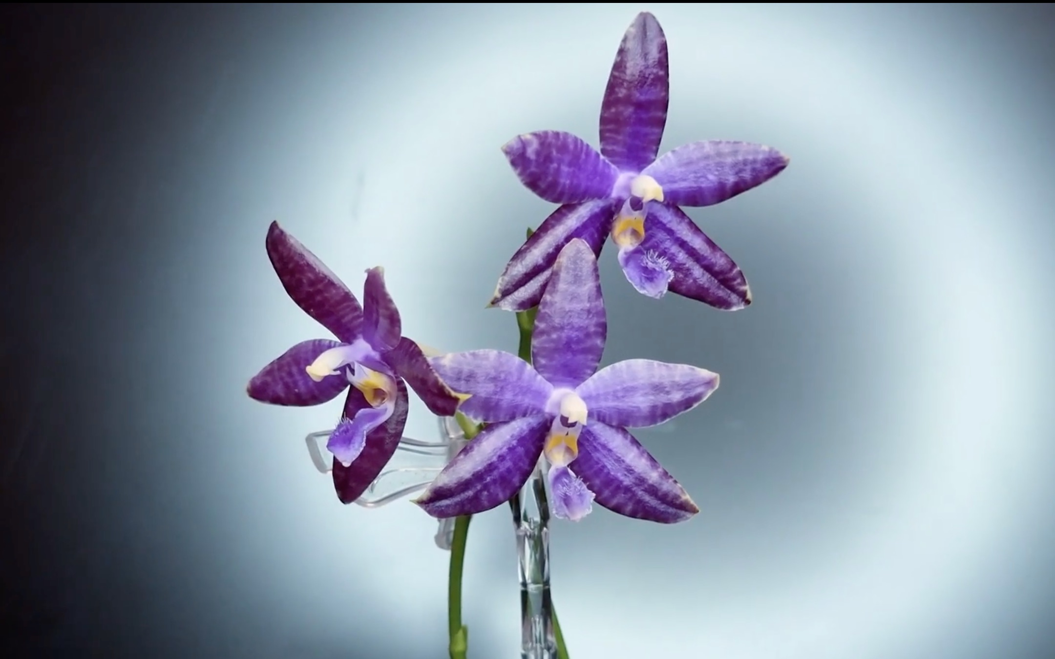 [图]【转载】洋洋蓝蜻蜓蝴蝶兰Phal. YangYang Blue Dragonfly (P. YangYang Blueberry x lueddemannian