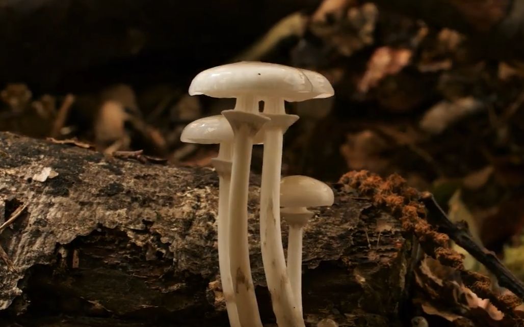 奇幻的蘑菇fantasticfungimovingartbylouieschwartzberg