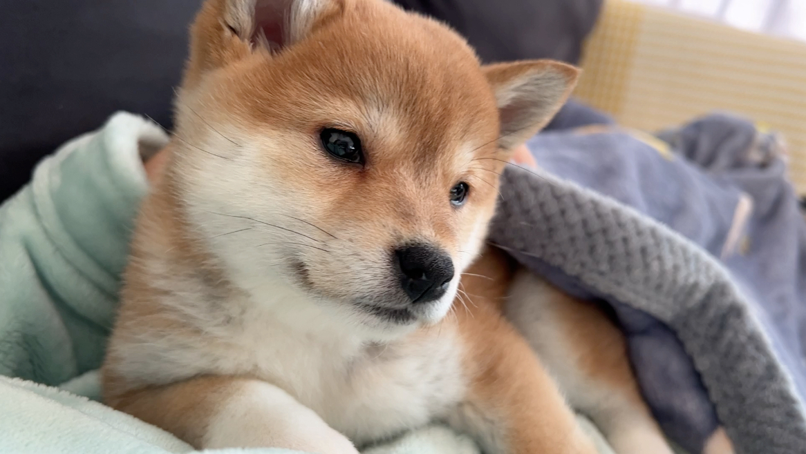 小咩生视频 奶狗时期