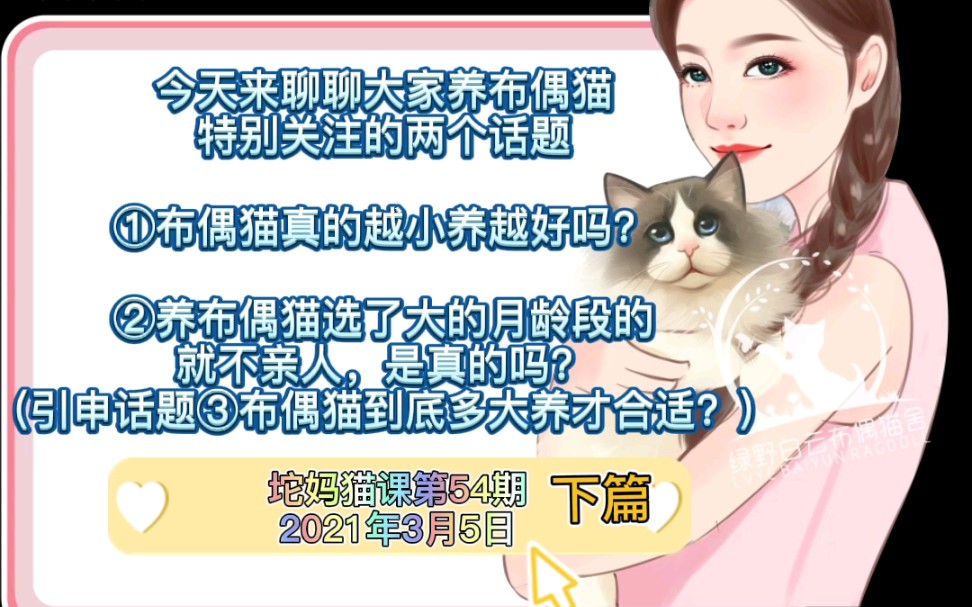 布偶猫|坨妈猫课{54}布偶猫到底多大养才合适?哔哩哔哩bilibili