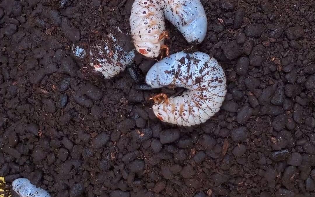 活动  经过两个月,养在阳台的毛象幼虫现在怎样了?