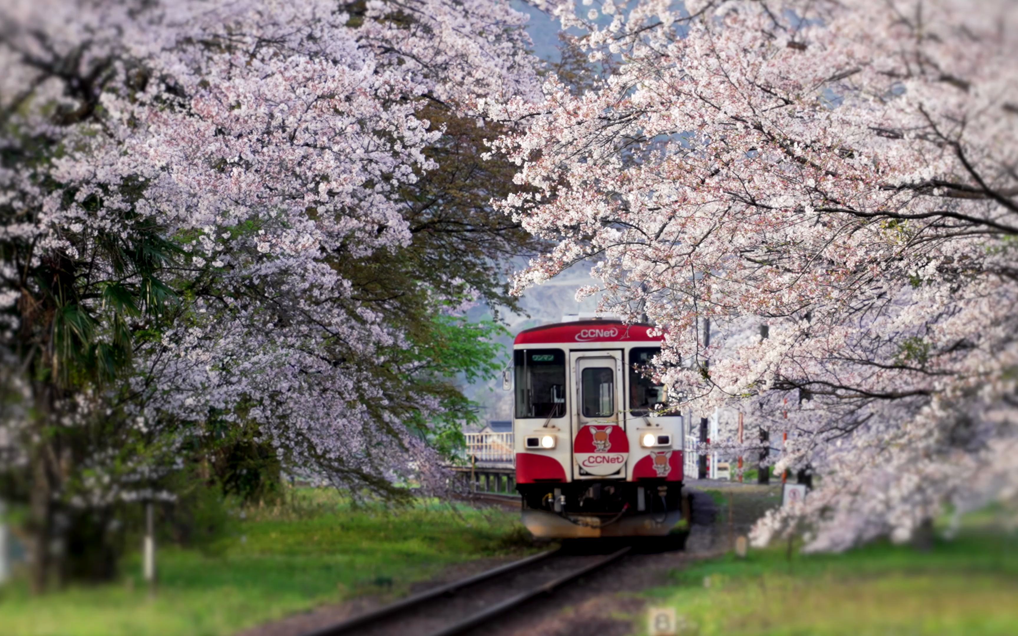 [图]【鉄道風景5】岐阜 樽見鉄道 桜のある風景