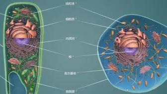 生物 第4课 Eukaryopolis 动物细胞之城 哔哩哔哩 Bilibili