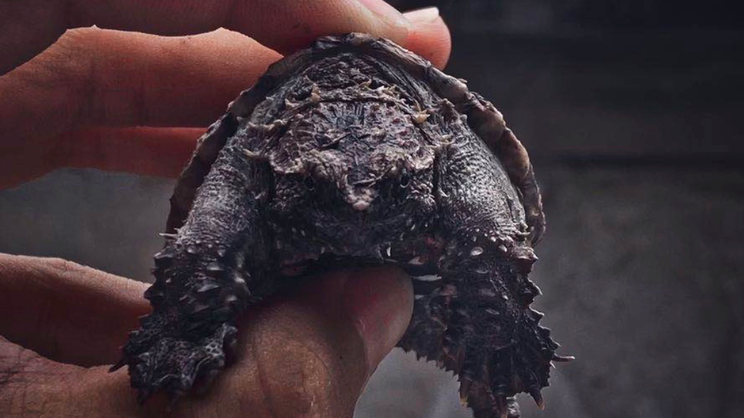 中美拟鳄龟繁殖图片