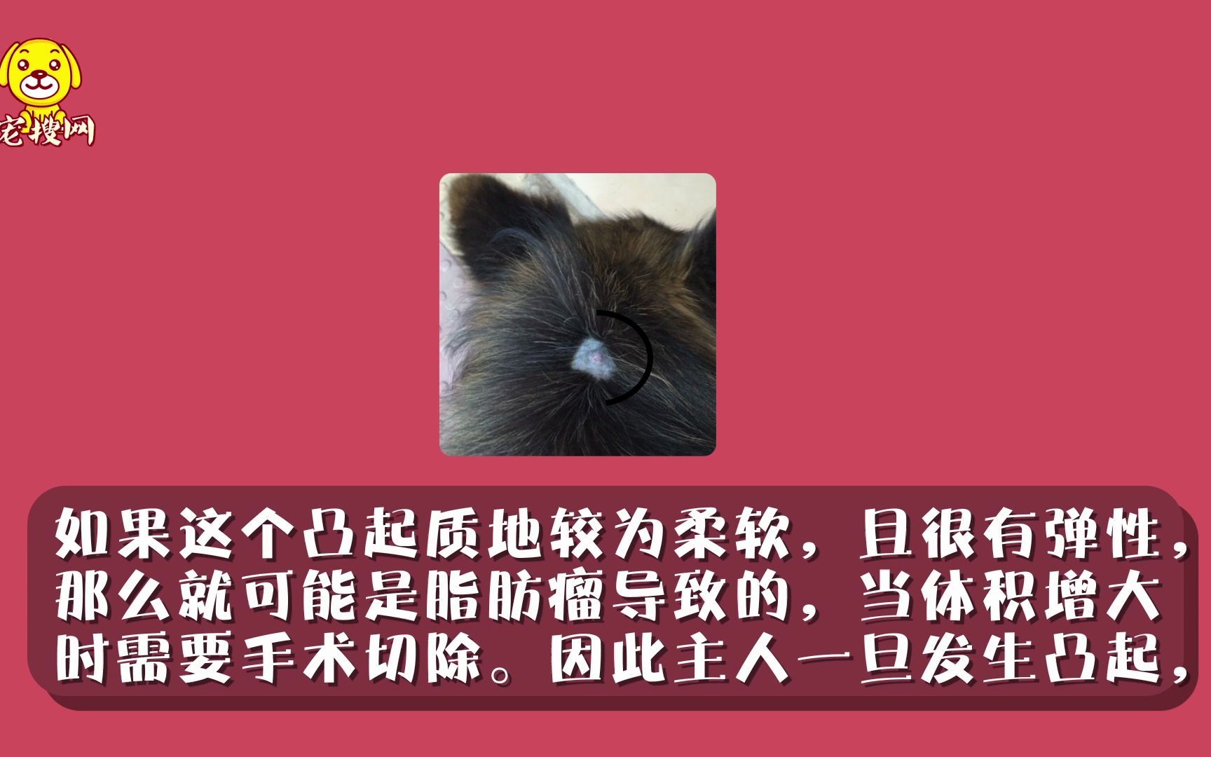 猫头骨上有个凸起哔哩哔哩bilibili