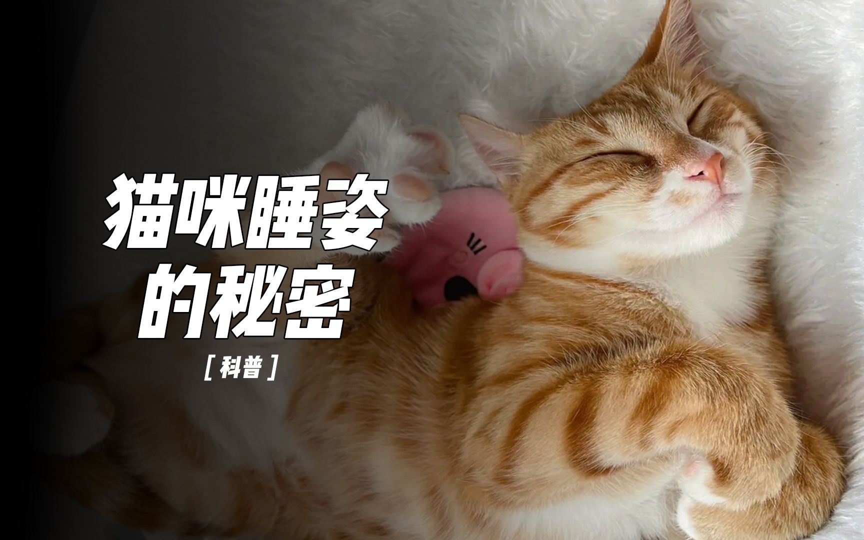 不为人知的猫咪睡姿的秘密哔哩哔哩bilibili