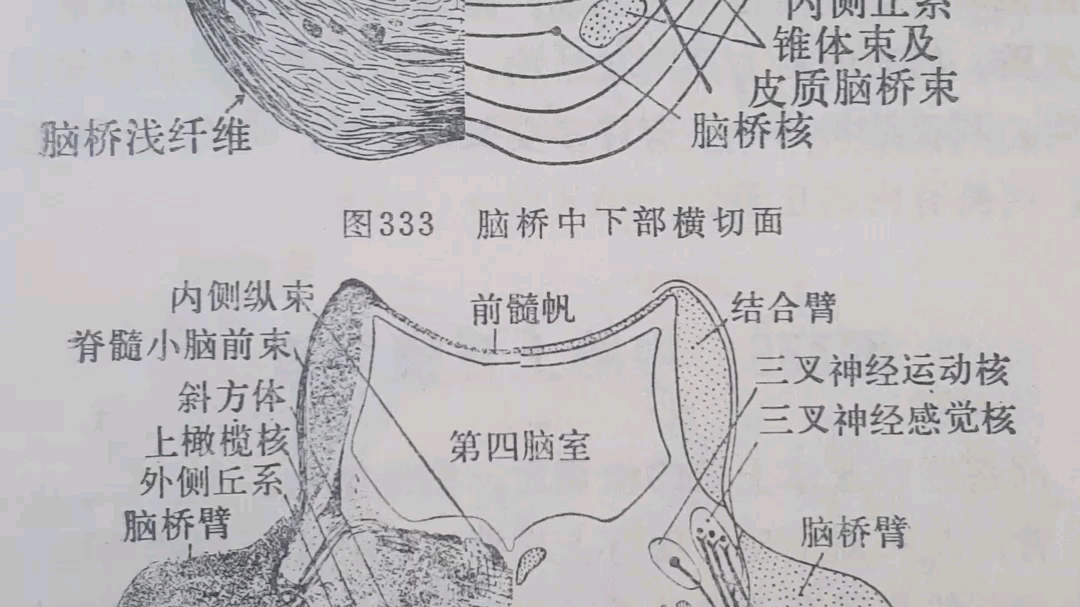 脑桥中下部横切面和脑桥中部横切面哔哩哔哩bilibili