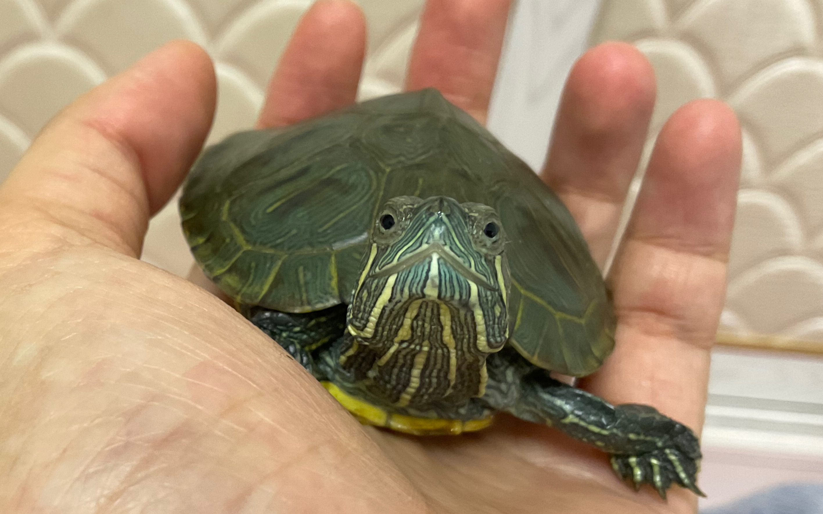 活动  暗中观察的小乌龟