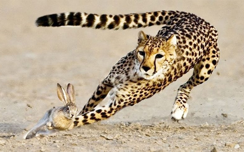 猎豹追杀兔子结果却被兔子耍得团团转太搞笑了