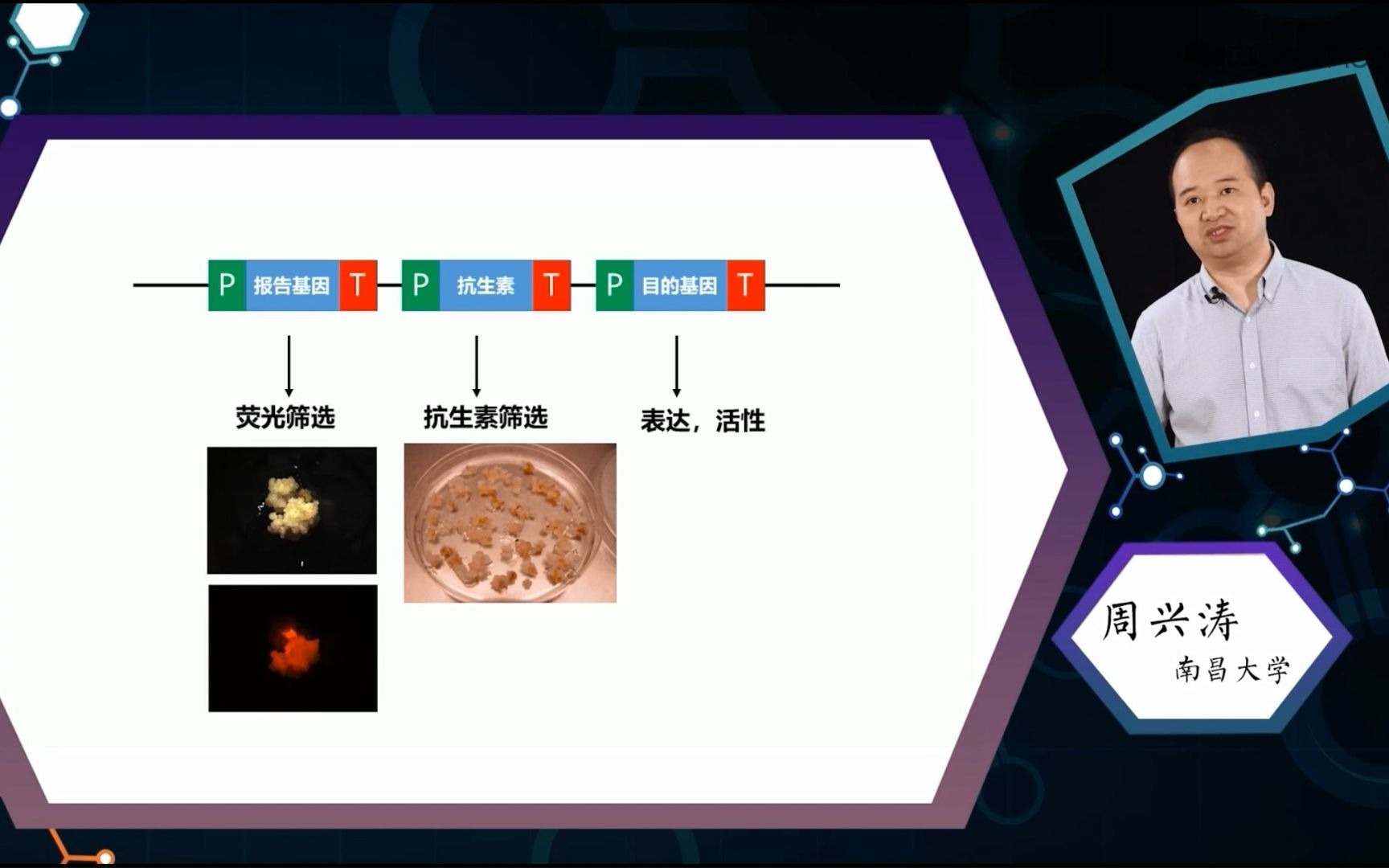 转基因植物的筛选与检测哔哩哔哩bilibili