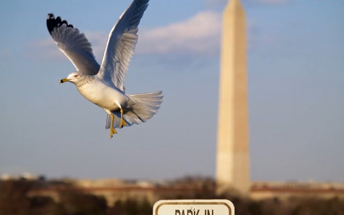 770,张小慧无人直播精英课