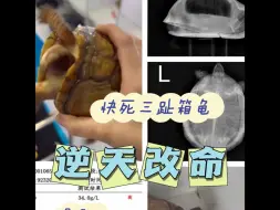 Tải video: #治龟找爬趣 快死三趾箱龟逆天改命