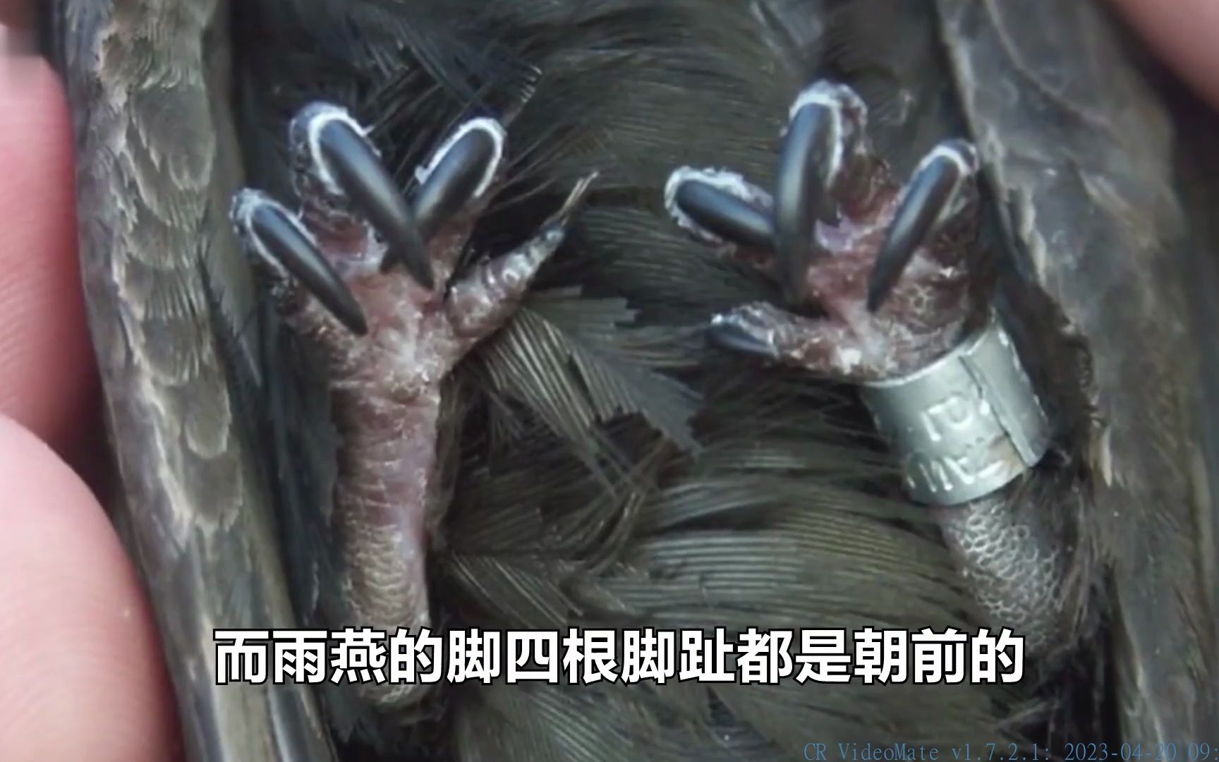 "无脚鸟"雨燕,一生边飞边睡,落地等于死亡,它如何繁衍后代?