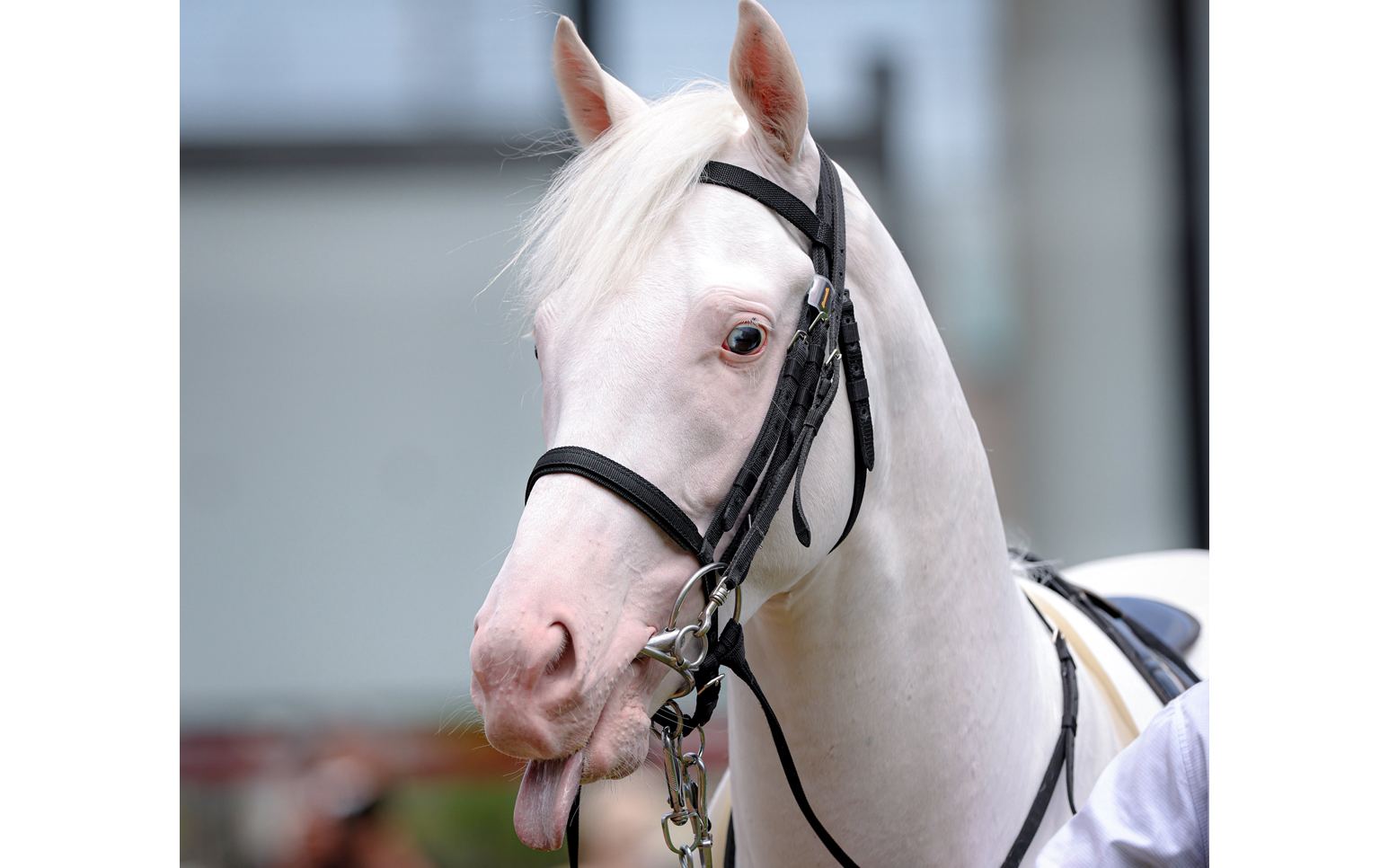 气性难大师上马