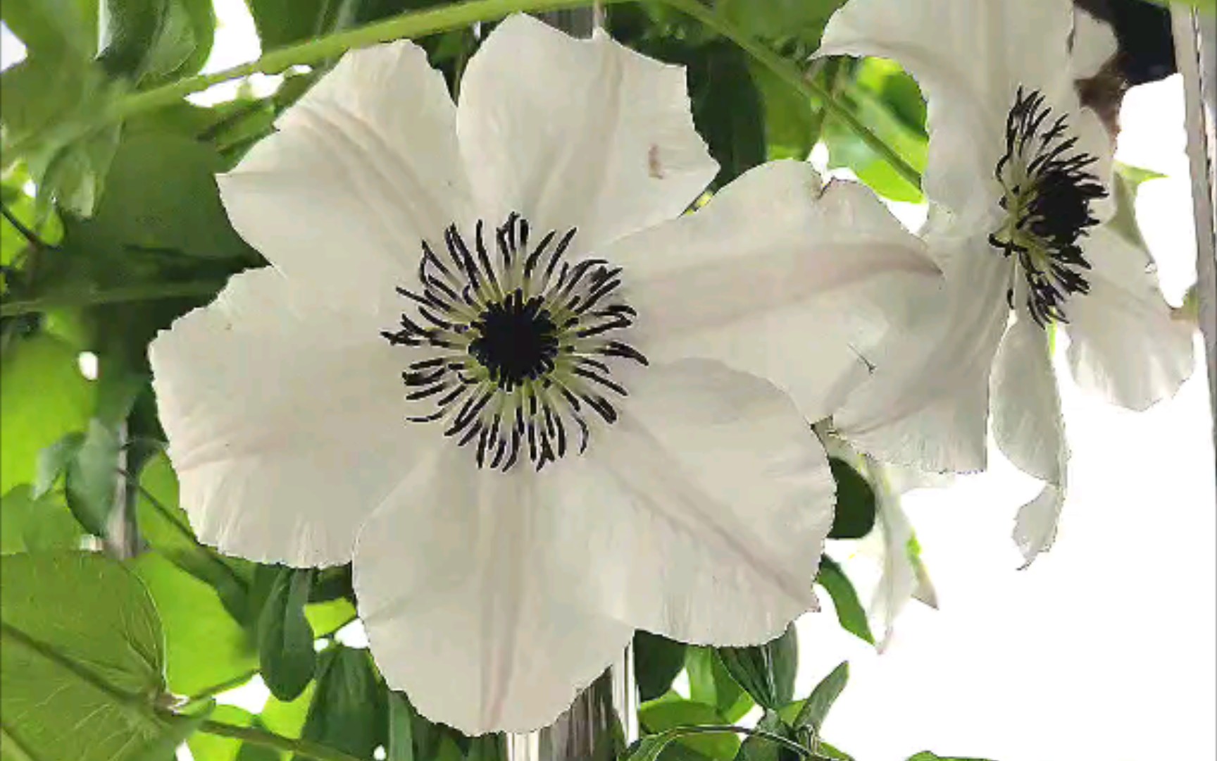 春天-白花铁线莲