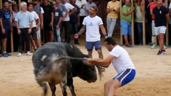 Video herunterladen: 男人欲带老牛下场治病，谁知老牛拼死反抗，几十个人都压不住它