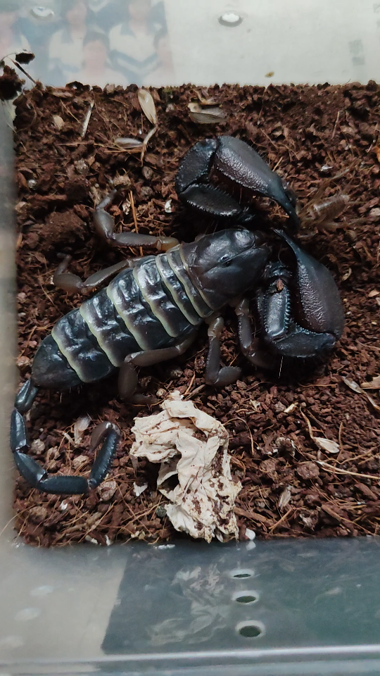 坦桑尼亚斑马扁石蝎