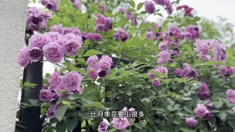 Download Video: 西安发现一条蔷薇大道，数万吨蔷薇花齐放，画面美爆了。去逛逛