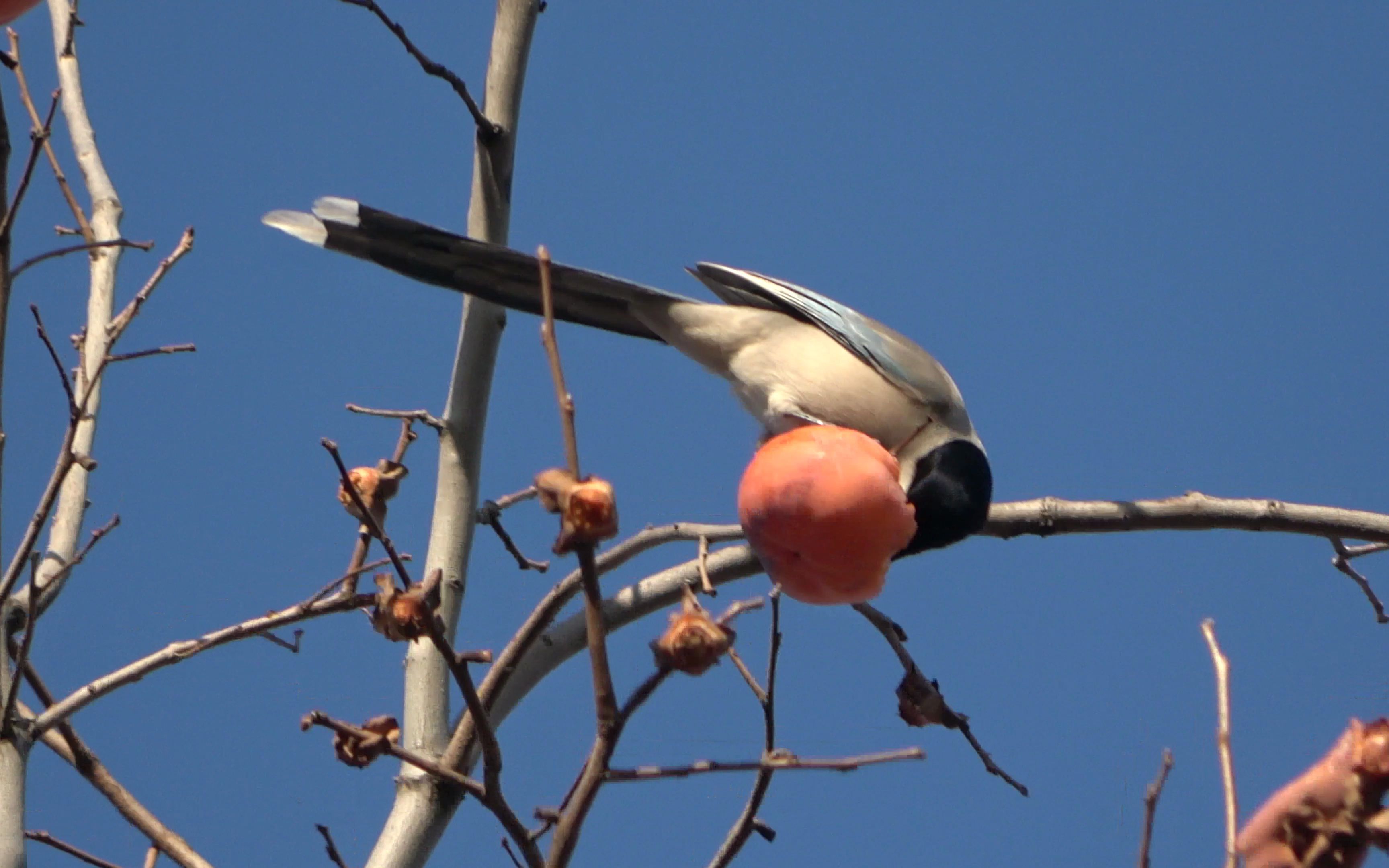 灰喜鹊吃柿子