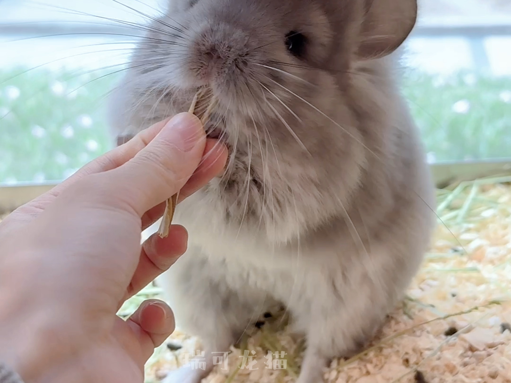 让小龙猫提前学习一下怎么拜年