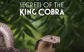 [图]【纪录片】眼镜蛇的秘密 Secrets of the King Cobra (2010)