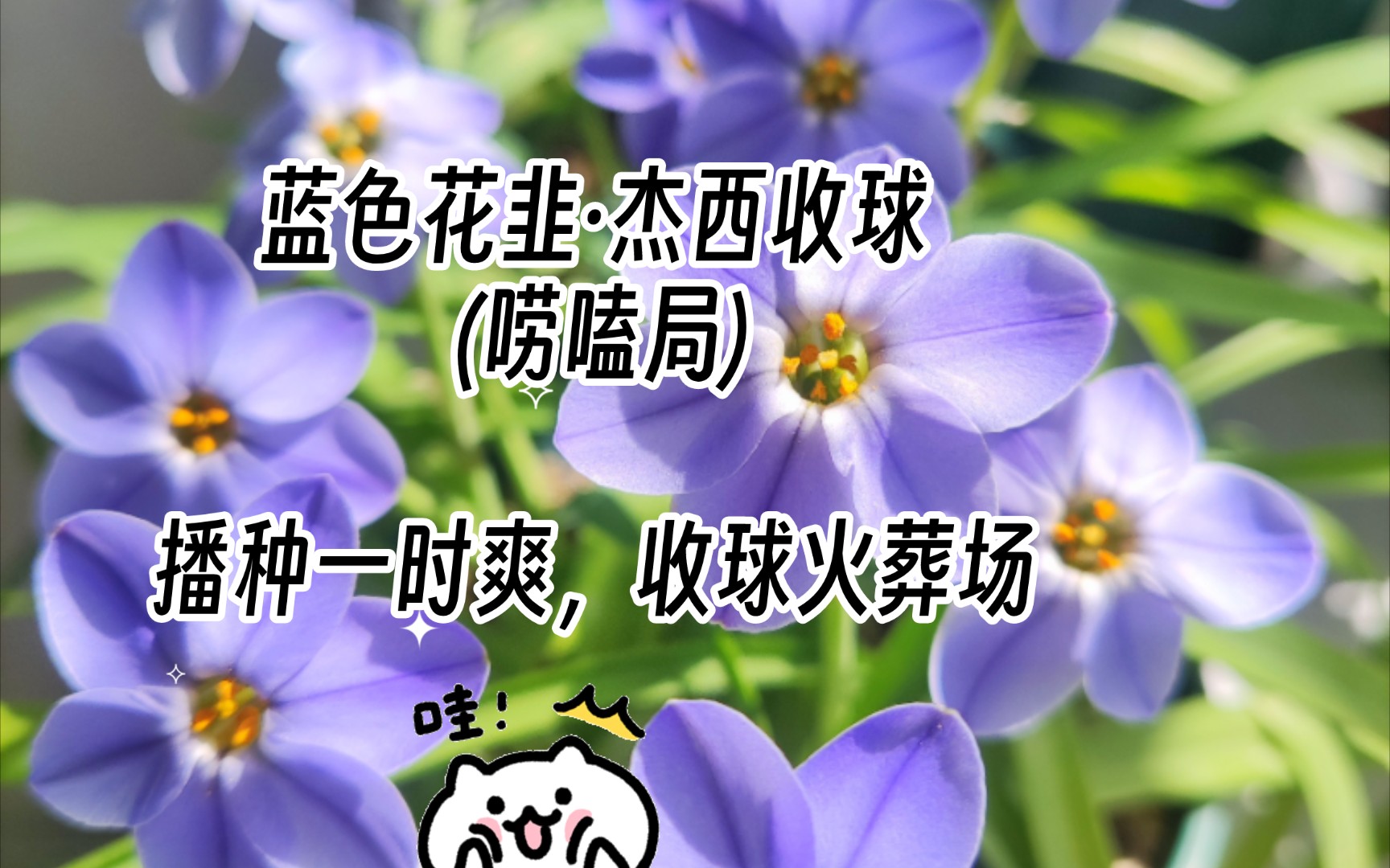 蓝色花韭·杰西——收球(唠嗑局)播种一时爽,收球火葬场03