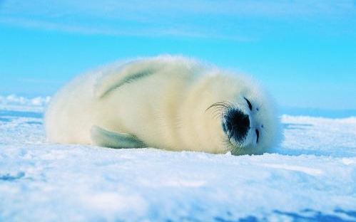 小海豹 可爱的团团_动物圈_生活_bilibili_哔哩哔哩