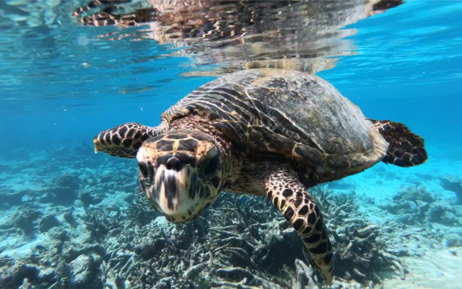 马代浮潜偶遇海龟