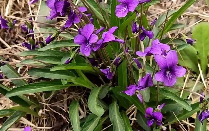 紫花地丁:堇菜科堇菜屬多年生草本植物.