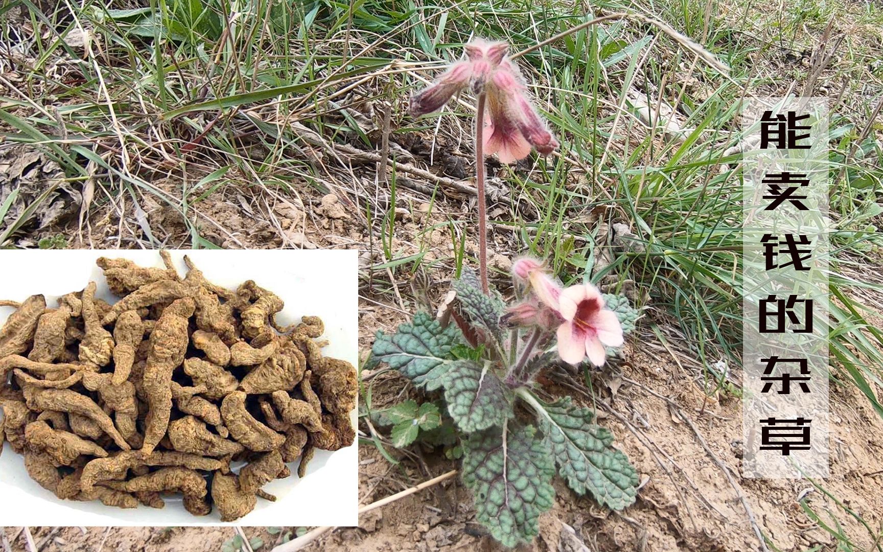 野生地黄,农民经常忽视“野草”花似喇叭根似红薯,用途一起了解哔哩哔哩bilibili