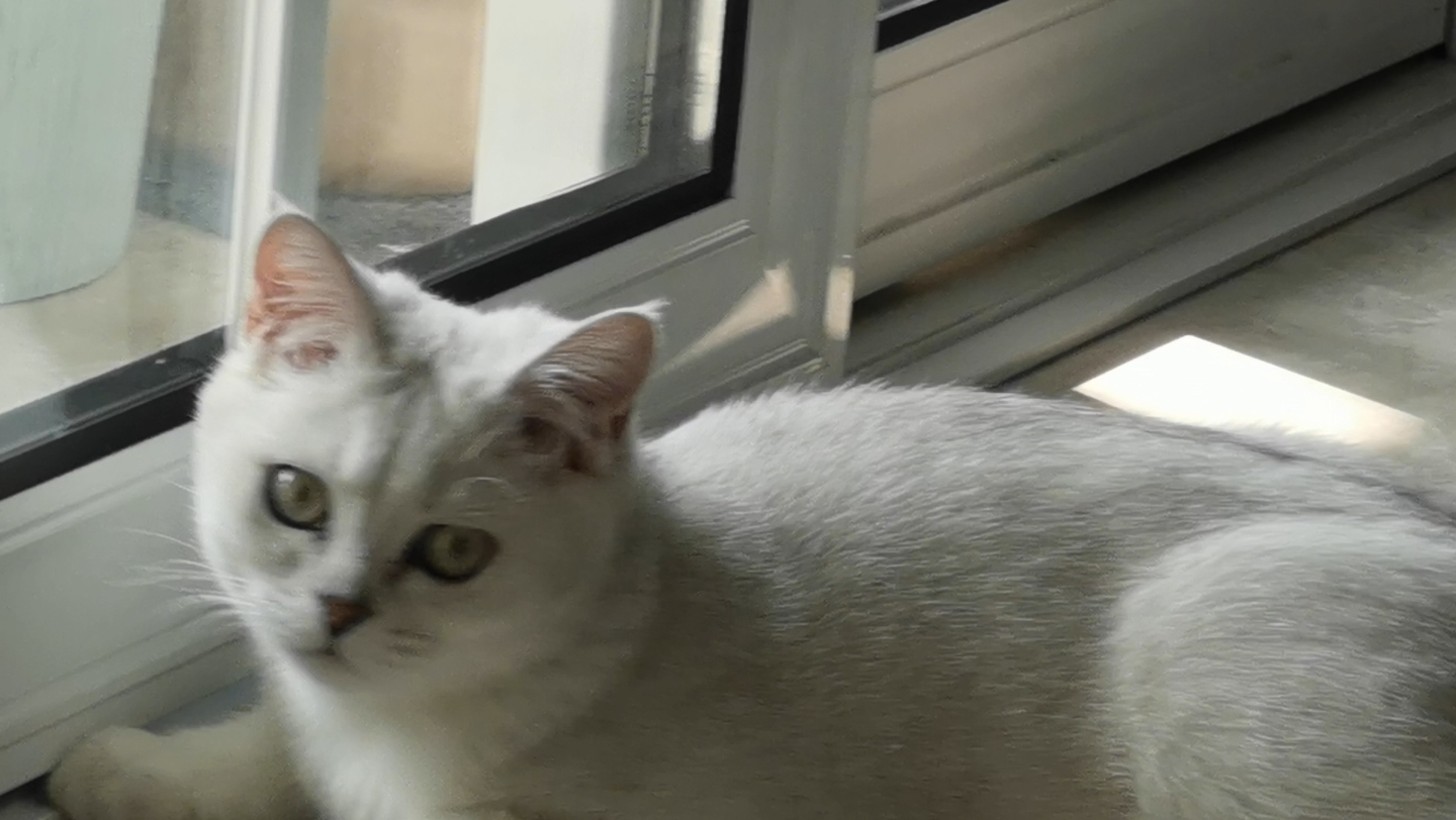 每天都神神叨叨的小猫咪