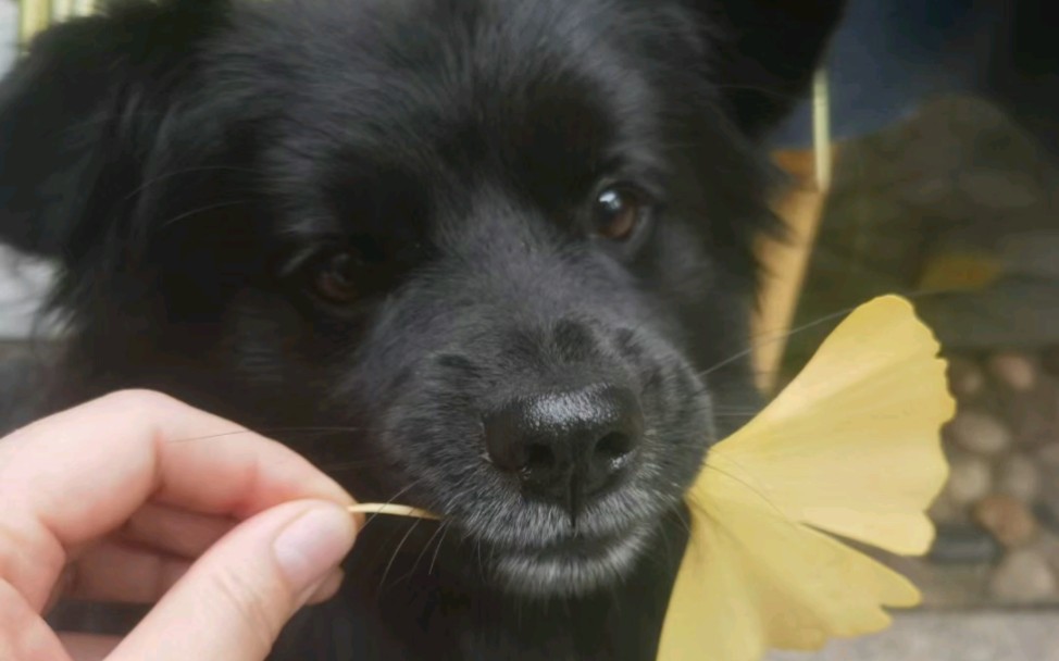 你见过长毛的田园小黑狗吗?