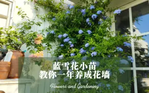 Video herunterladen: 一颗蓝雪花小苗，记住一个小技巧，一年长成比人还高的花墙！