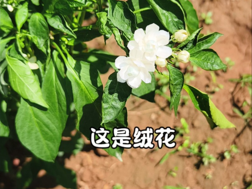 【绒花】茉莉开时香满枝哔哩哔哩bilibili