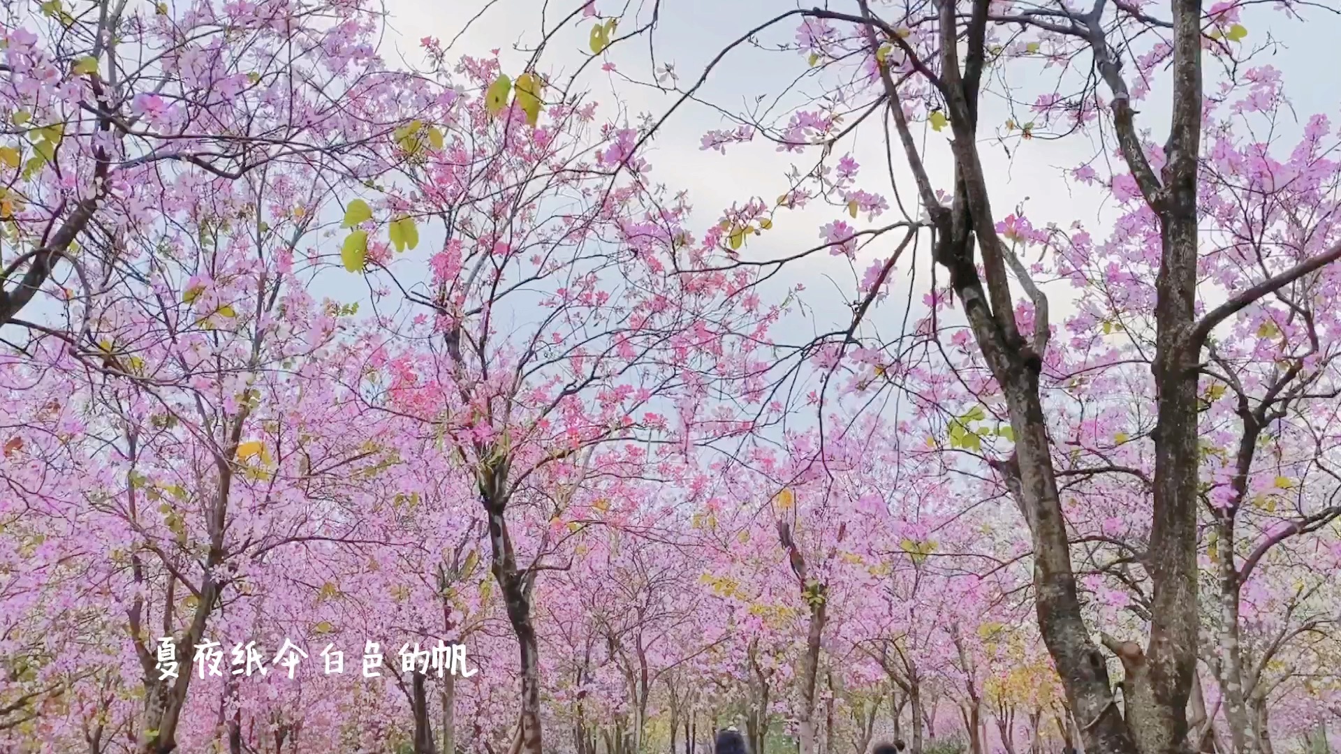 [图]华南农业大学紫荆花开，堪比樱花