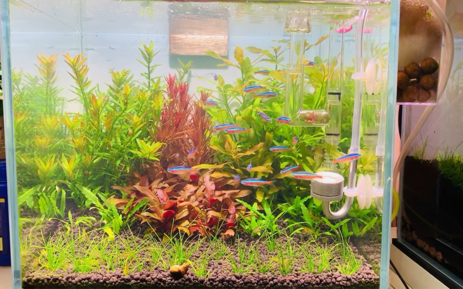 25方荷兰景小草缸