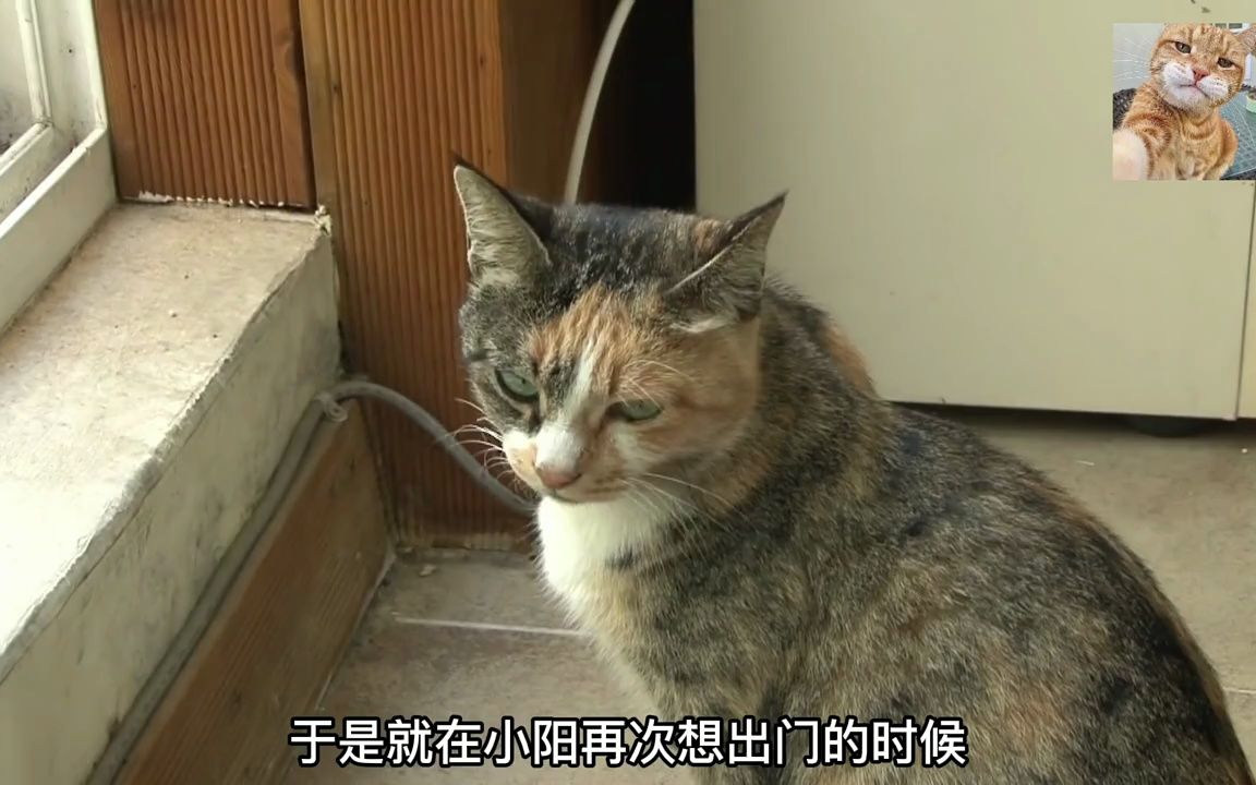 [图]小猫偷偷了宝宝，私下和小猫见面，秘密场所竟然是？