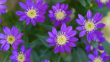 ミヤコワスレ終末論/-哔哩哔哩_Bilibili