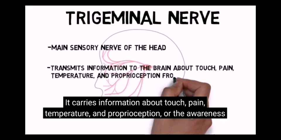 [图]Trigeminal nerve