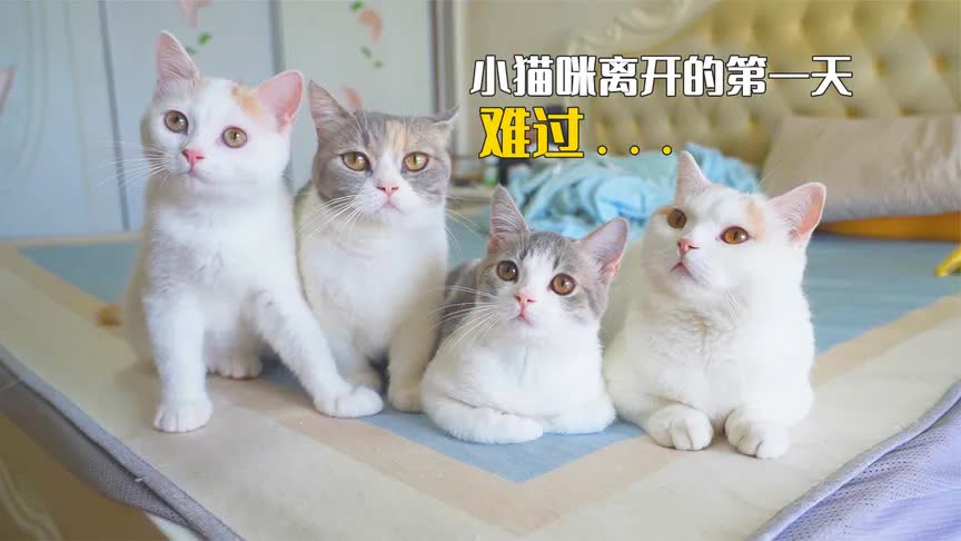 [图]小奶猫离开家的第一天，最难过的居然不是猫妈妈