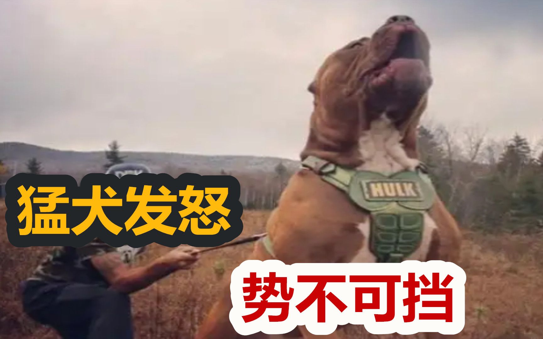 斗犬之王比特的祖先,斯塔福斗牛梗犬发怒势不可挡哔哩哔哩bilibili