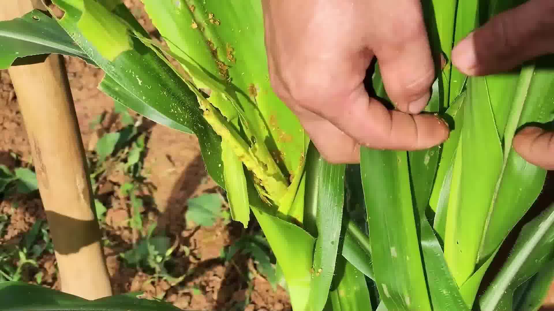 给玉米地和菜地除草,河里筛沙子回家配制砂浆给院坝砌围墙,农村夫妻田园生哔哩哔哩bilibili