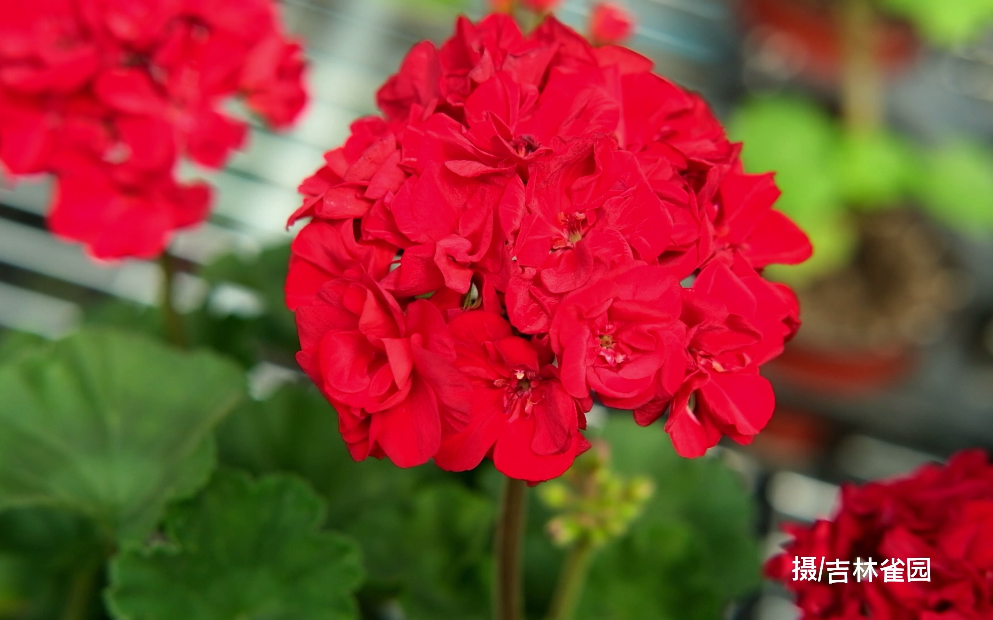 花卉 直立天竺葵:包法利夫人 品种欣赏 纯正的大红色的花球 株型紧凑