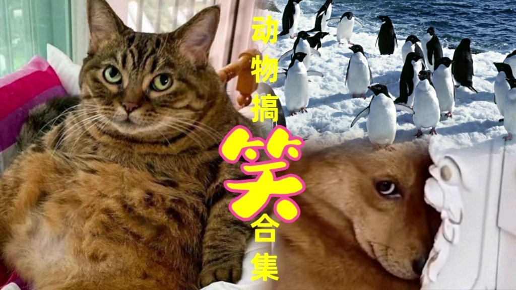 动物搞笑配音视频:狗狗才艺,企鹅团队,霸道猫咪等合集_哔哩哔哩_bili