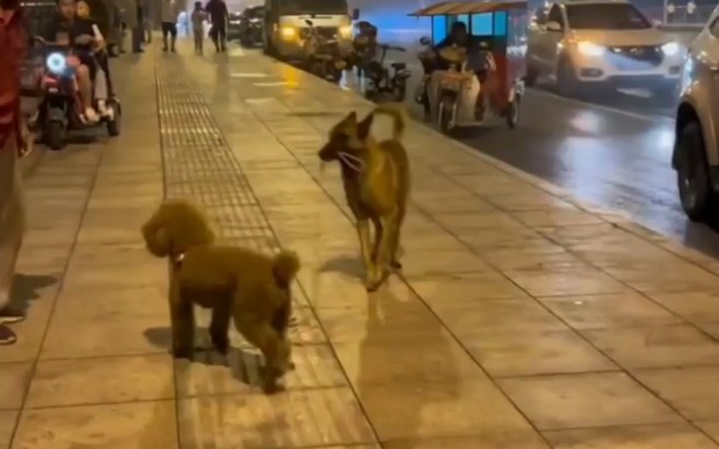 女子遛狗,狗绳被马犬抢走!做梦也没想到,狗被狗遛.哔哩哔哩bilibili