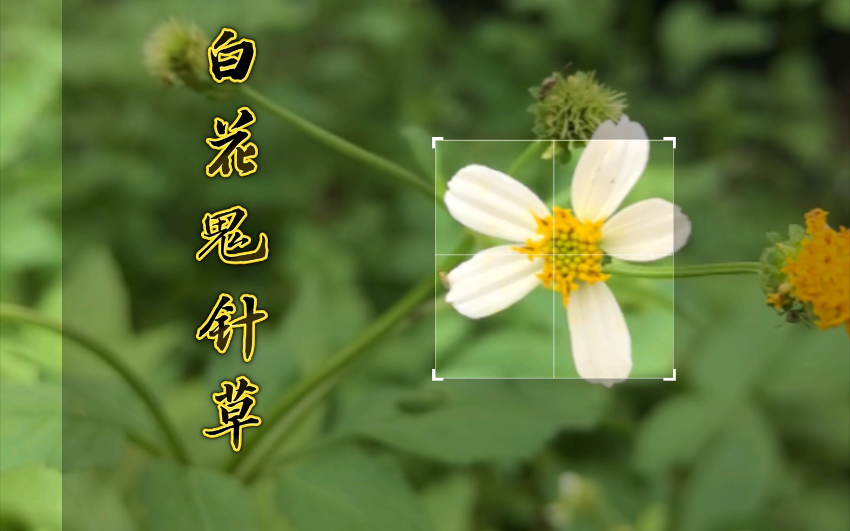 【野生植物】白花鬼针草哔哩哔哩bilibili