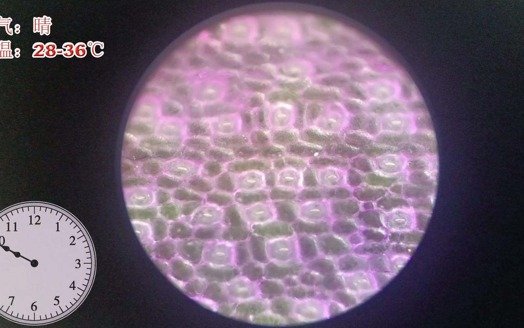 紫鸭跖草显微镜图图片